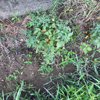 無肥料 無農薬 自然農 野菜作りメンバー募集します。 - メンバー募集