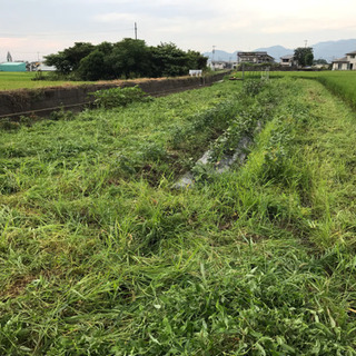 無肥料 無農薬 自然農 野菜作りメンバー募集します。 − 愛媛県