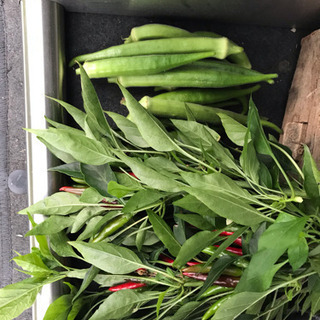 無肥料 無農薬 自然農 野菜作りメンバー募集します。 - その他