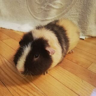 テディモルモット♂（里親さん決まりました）