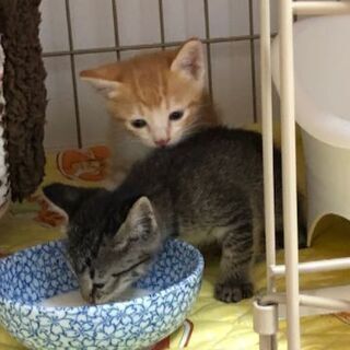 生後1ヶ月くらいの子猫です。
