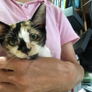 4ヶ月のメスの三毛猫 - 羽生市