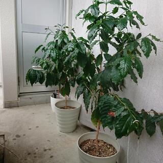 観葉植物譲ります。