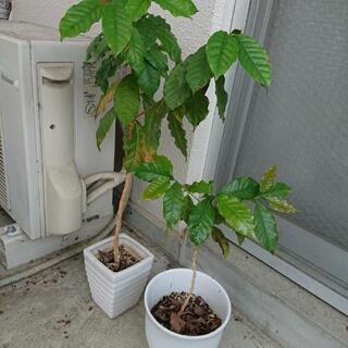 観葉植物譲ります。の画像