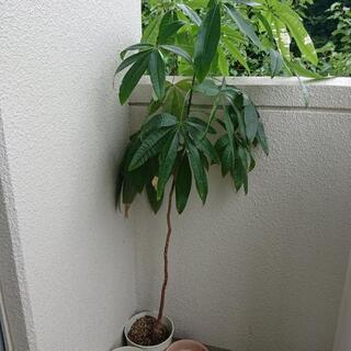 観葉植物譲ります。の画像