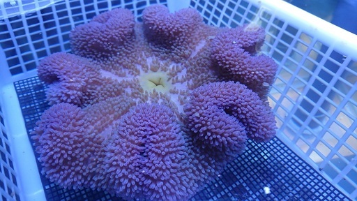 ハタゴイソギンチャク蛍光パープル