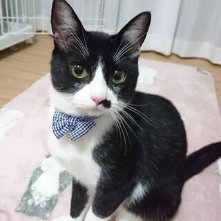 同世代のお友達を募集しています☕🐈 - 広島市