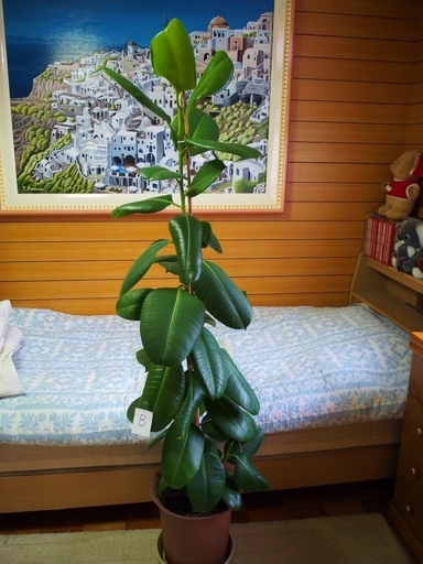 観葉植物　インド・ゴムの木