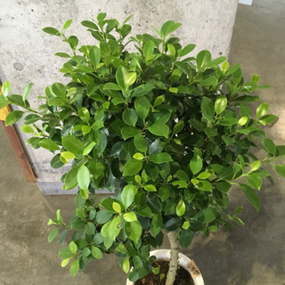 観葉植物 ガジュマル