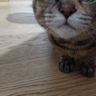 森フルート教室　　　　の画像