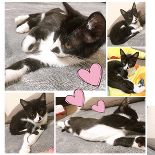 黒ハチワレ♀４か月
