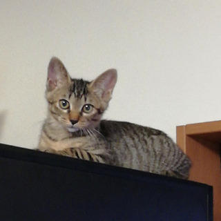 【募集停止】子猫3姉妹のイユちゃん