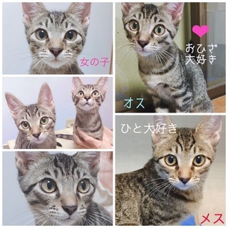 キジ猫♂♀4か月