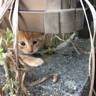 茶トラの子猫 半ノラ状態です。の画像