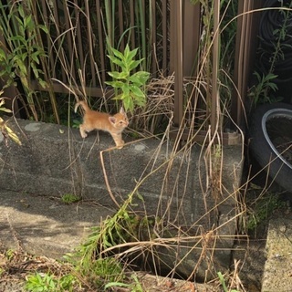 茶トラの子猫 半ノラ状態です。 - 千葉市