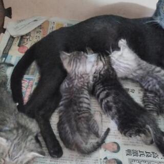 ☆更新10月23日☆子猫ちゃん1匹の里親募集です！ − 沖縄県