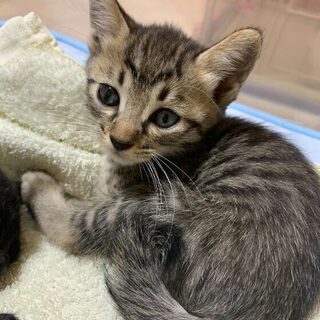 ７月４日生まれきじとら子猫　姉妹もしくは母娘で