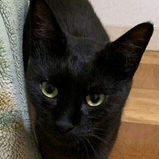 推定１才未満の黒母猫と7/4生まれの子猫