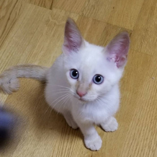 ３ヶ月くらいの子たち