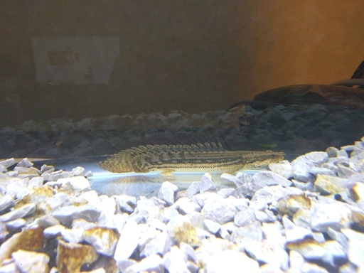 熱帯魚　ノーザンバラムンディ　ポリプテルスラプラディ