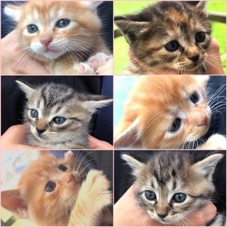 元気で穏やかな、キジちゃんと茶トラくんです