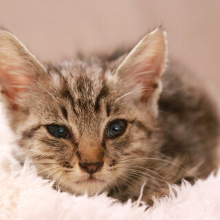 歯磨き粉サイズの激ちっさいアメショー系トラの子猫を保護しました。...