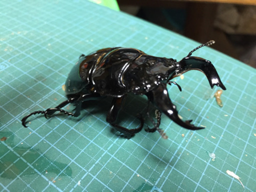タランドゥスオオツヤクワガタ ペア ②