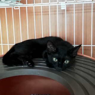 【募集停止】子猫3姉妹のキキちゃん
