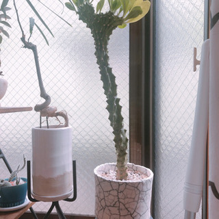 観葉植物・塊根植物など 元気無いです 鉢植えごと【30日に引き取り可能な方】の画像