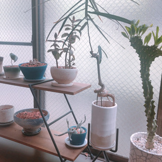 観葉植物・塊根植物など 元気無いです 鉢植えごと【30日に引き取り可能な方】の画像