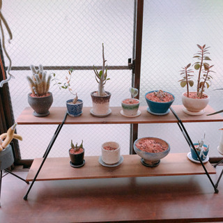 観葉植物・塊根植物など 元気無いです 鉢植えごと【30日に引き取...