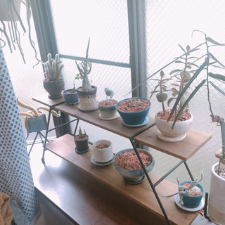 観葉植物・塊根植物など 元気無いです 鉢植えごと【30日に引き取り可能な方】の画像