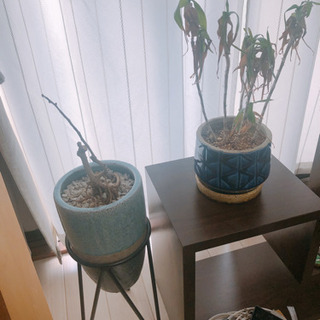 観葉植物・塊根植物など 元気無いです 鉢植えごと【30日に引き取り可能な方】の画像