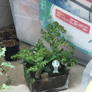 🍀ジブリ風、ミニ植物4種♪
