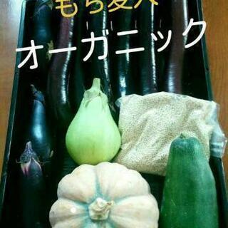もち麦＋ハロウィンカボチャ入野菜セット