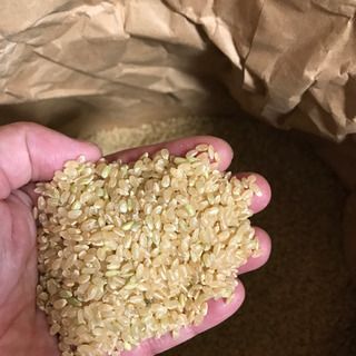 お米の画像