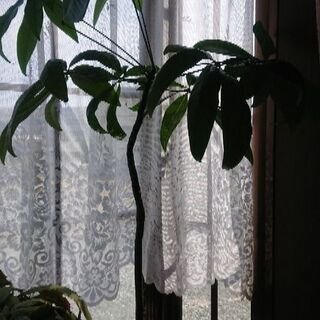 観葉植物　パキラ