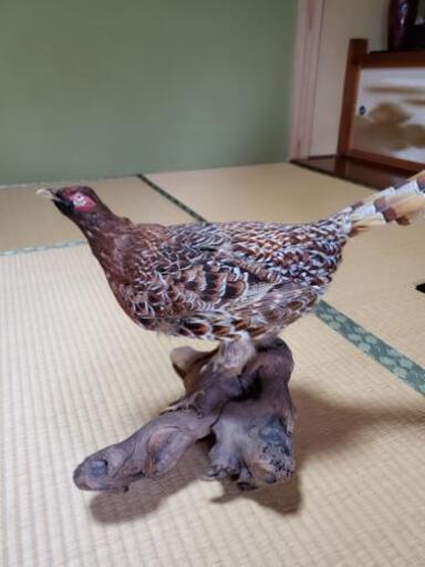 【値下げ】剥製・キジ②