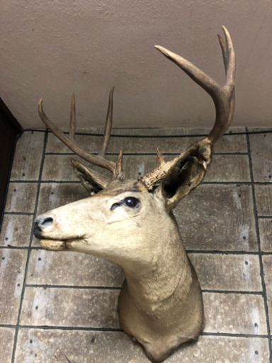 鹿 剥製 ハンティングトロフィー
