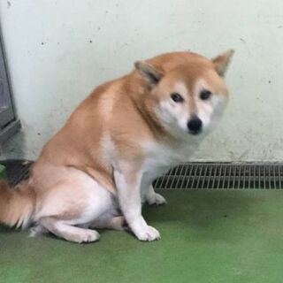 譲渡になりました　ありがとうございました