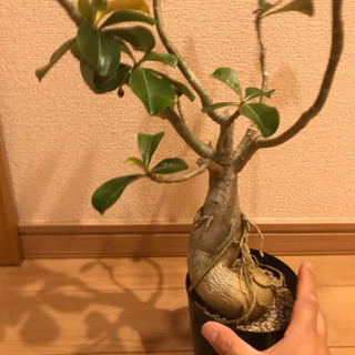 セール品　落葉始まり　塊根植物 アデニウム  良形