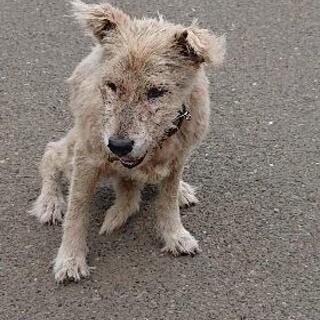 【犬見つかりました！】迷い犬？捨て犬？首輪有り。藤沢市宮原にて