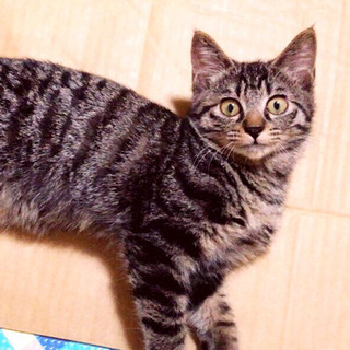 キジトラ子猫のマノアちゃん