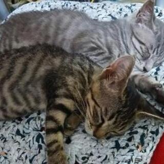 生後2か月 2匹保護 子猫の里親さま募集