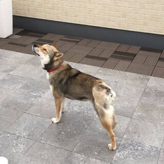譲渡が決まりま　した　ありがとうござ　いました - 岩国市