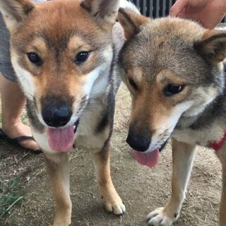 譲渡が決まりま　した　ありがとうござ　いました - 犬