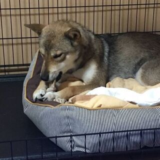 譲渡が決まりま　した　ありがとうござ　いました - 里親募集