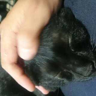 猫の里親募集　単身者・男性・初めての方優先