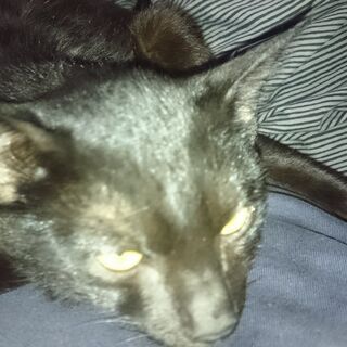 猫の里親募集　単身者・男性・初めての方優先 - 猫