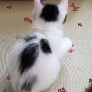 天使の羽模様可愛いハチワレ - 匝瑳市